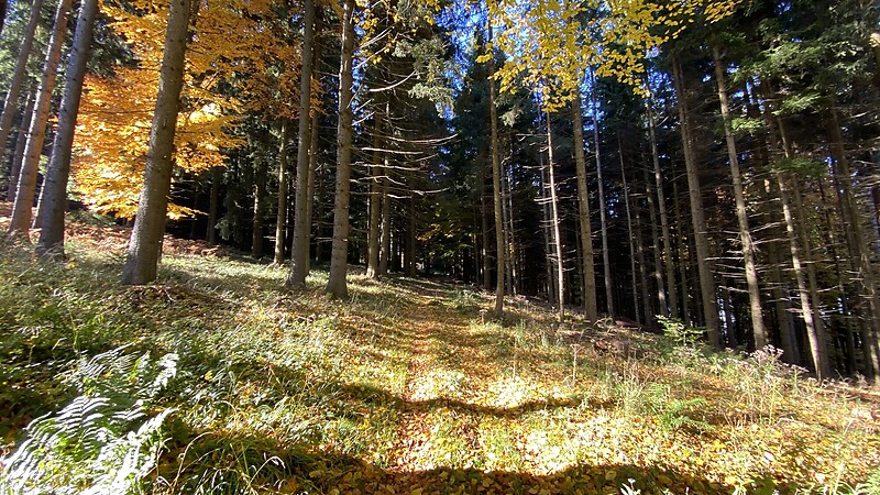 Карта