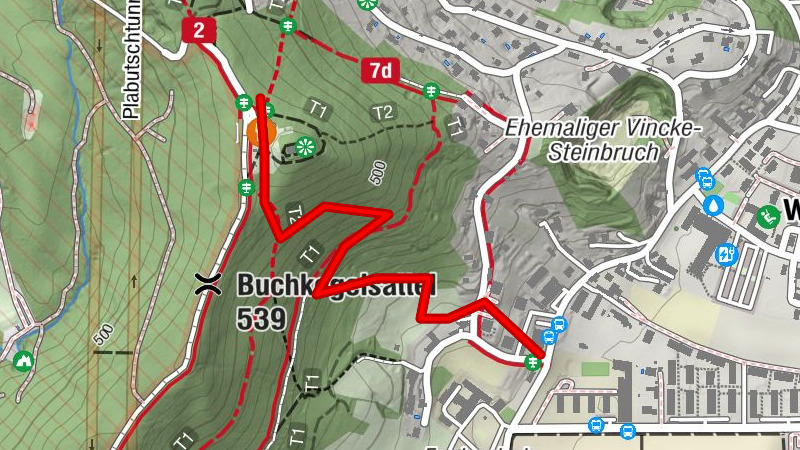 Hundszahnblüte am Buchkogel ( Keltensteig)